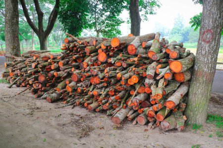 Téléchargez les photos : Pieux de bois orange dans la forêt - en image libre de droit
