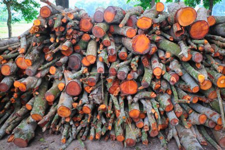 Photo for Woodpiles in the Forest - Colorful Texture - Royalty Free Image
