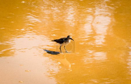 Photo for A Closeup Shot of a Wader or a Shorebird Searching for food in the Beach (Wildlife Photography) - Royalty Free Image