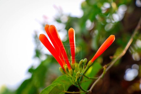Photo for Closeup of Unbloomed Pyrostegia venusta, also known as flamevine or orange trumpetvine originated from Argentina and Brazi - Royalty Free Image