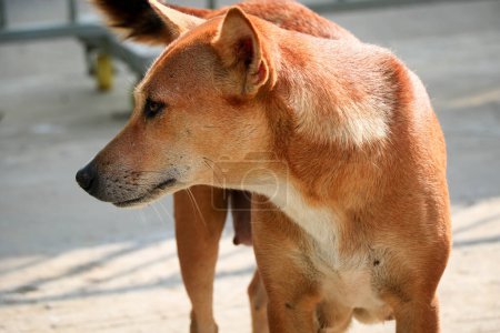 Photo for A Brown Bangladeshi Dog in the Street in Closeup Shot - Royalty Free Image