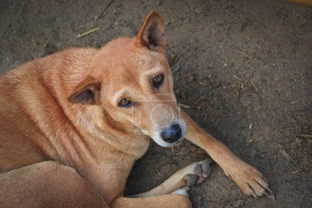 Photo for A Brown Bangladeshi Dog in the Street in Closeup - Royalty Free Image