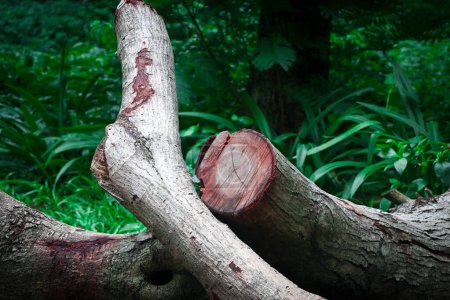 Téléchargez les photos : Bois hachés dans la forêt - en image libre de droit