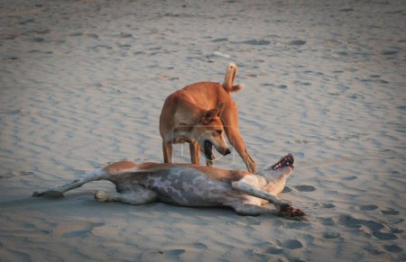 Photo for Two Bangladeshi Dogs Playing with each other - Royalty Free Image
