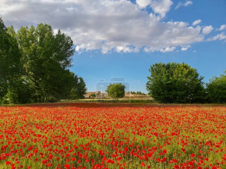 Photo for Castilla La Mancha - Campos de amapolas silvestres en primavera - Royalty Free Image