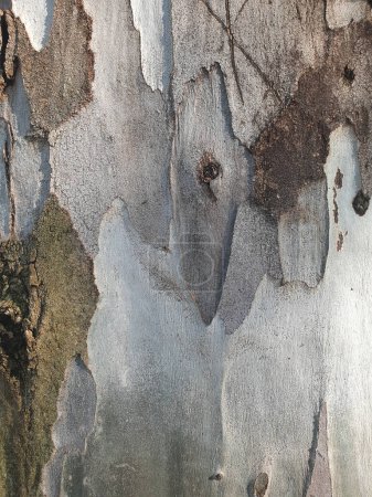 Foto de Corteza escamosa del tronco de un arbol platano de sombra o sicomoro - Imagen libre de derechos