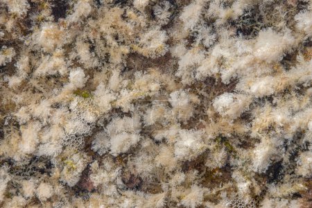 Photo for Algas blancas en las rocas a poca profundidad - Royalty Free Image