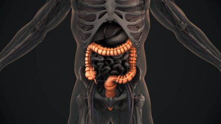 Photo for Human large intestine anatomy - Royalty Free Image