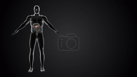 Téléchargez les photos : Corps humain avec anatomie du pancréas - en image libre de droit