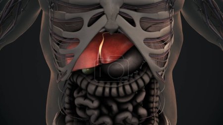 3D Anatomie des menschlichen Magens