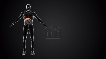 3D Cuerpo humano con hígado