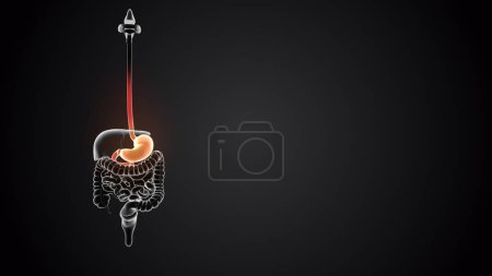 Photo for Stomach with internal organs structure - Royalty Free Image