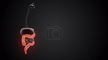 Téléchargez les photos : Gros intestin avec organes internes - en image libre de droit