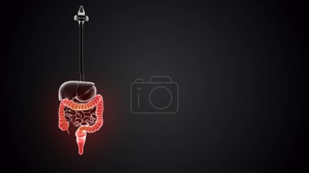 Photo for Large intestine with internal organs - Royalty Free Image