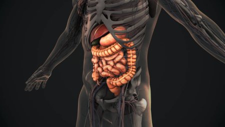 Téléchargez les photos : 3D anatomie du système digestif humain - en image libre de droit