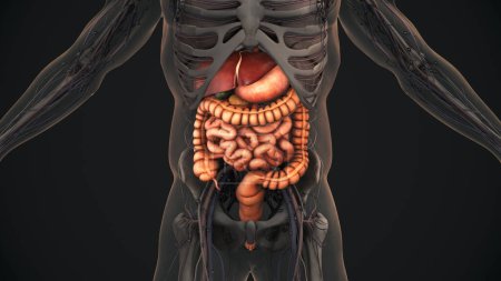3D anatomie du système digestif humain