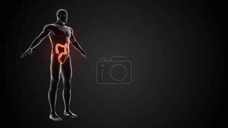 Photo for Human body with Large intestine - Royalty Free Image