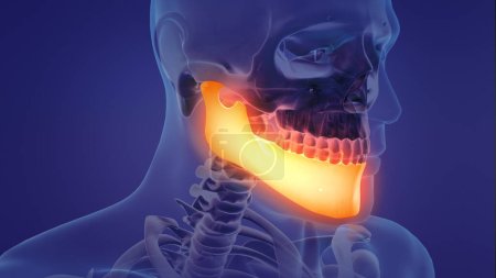 Photo for Animation of a painful mandible - Royalty Free Image