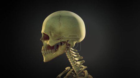 Téléchargez les photos : Crâne humain anatomie animation fond - en image libre de droit