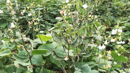 Lima bean pod strings plantation