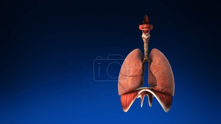 Photo for Medical 3d human lung with its parts visible. Medically accurate human lungs. - Royalty Free Image