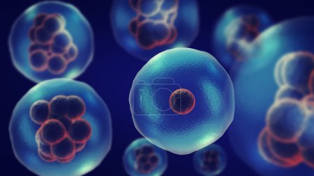 Dividing or multiplying cells or Mitosis-stock-photo