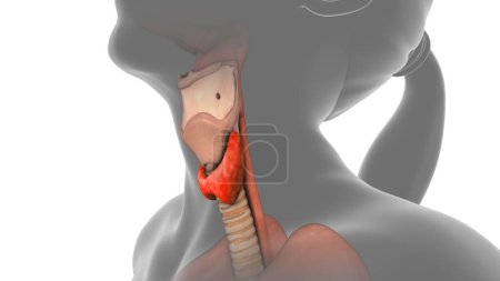 Thyroid gland in human body