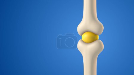 Human bone joint cavity with synovial fluid