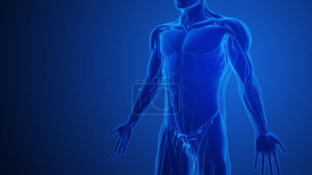 Téléchargez les photos : Douleur musculaire abdominale avec fond bleu - en image libre de droit