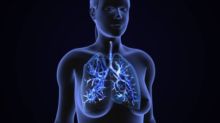 Téléchargez les photos : Poumons humains Système respiratoire concept de santé - en image libre de droit