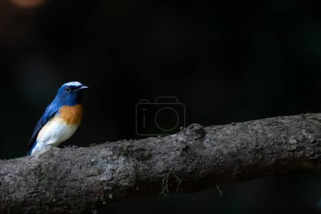 Photo for Blue throated flycatcher male (cyornis rubeculoides ) on a branch of a tree - Royalty Free Image