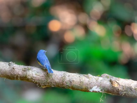 Photo for Blue throated flycatcher male (cyornis rubeculoides ) on a branch of a tree - Royalty Free Image