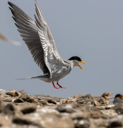 Photo for A river tern landing beautifully on the banks sterna aurantia - Royalty Free Image