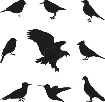 Illustration for Bird Silhouettes editable vector set - Royalty Free Image
