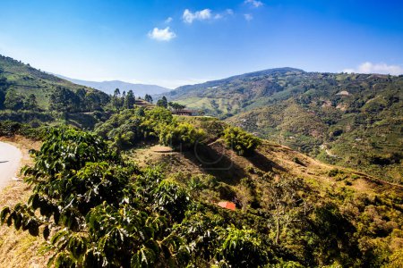 The beautiful Coffee Cultural Landscape of Colombia declared as a World Heritage Site in 2011