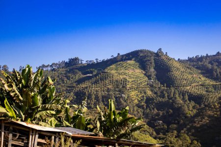 Montagnes et plantations à Pacora dans la région de Caldas en Colombie.