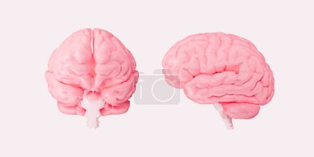 Téléchargez les photos : Cerveau humain isolé sur fond blanc vue de face et de côté Illustration 3D - en image libre de droit