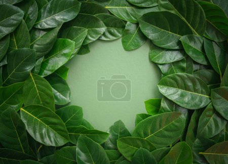 top view close up flat lay tropical botanical background fresh green leaves plant with circle center copy space.idea for ecology wallpaper,health or natural organic product backdrop,nature leaf foliage cover design.