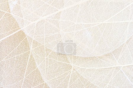 Primer plano de la estructura de fibra de hojas secas textura de fondo. Patrones celulares de hojas de esqueletos, ramas de follaje, venas de hojas abstractas de fondo otoñal para diseño creativo de pancartas o tarjetas de felicitación
