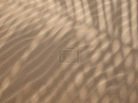 sombra de hoja de palma sobre arena textura de playa