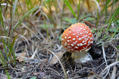 Photo for Closeup of a small mushroom fly agaric (Amanita muscaria). Horizontal image with selective focus and copy space - Royalty Free Image