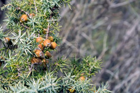 Téléchargez les photos : Gros plan des branches et des fruits de Cade (Juniperus oxycedrus). Image horizontale avec mise au point sélective, fond flou et spac de copie - en image libre de droit