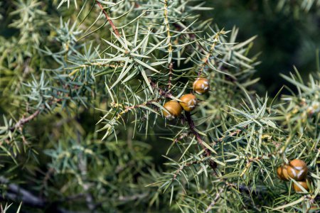Photo for A closeup of branches and fruits of Cade (Juniperus oxycedrus). Horizontal image with selective focus, blurred background and copy spac - Royalty Free Image