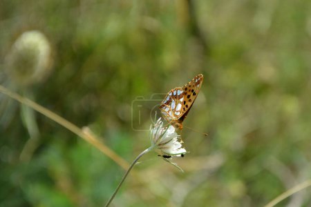 Foto de Una mariposa de la reina de España (Issoria lathonia) sobre una flor blanca. Imagen horizontal con enfoque selectivo, fondo verde borroso y espacio de copia - Imagen libre de derechos