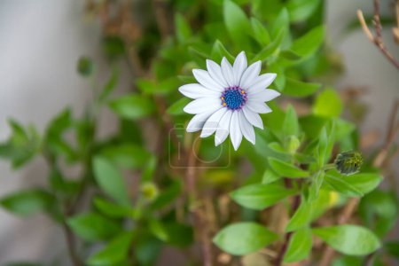 Foto de Un primer plano de una hermosa flor blanca de la margarita africana. Imagen horizontal con enfoque selectivo, fondo borroso y espacio de copia - Imagen libre de derechos