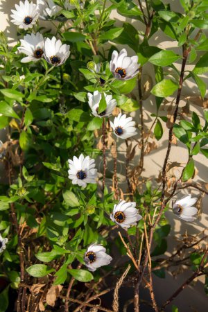 Foto de Un pequeño arbusto de margarita africana con bonitas flores blancas en luz brillante en un día soleado en primavera. Imagen vertical con enfoque selectivo - Imagen libre de derechos