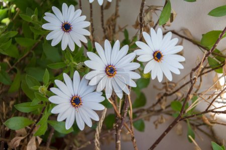 Foto de Primer plano de cuatro grandes flores blancas de la margarita del río Van Staden (Osteospermum ecklonis). Imagen horizontal con enfoque selectivo y fondo borroso - Imagen libre de derechos