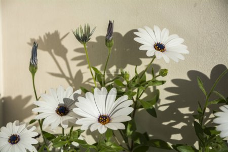 Foto de Primer plano de un arbusto de margarita azul y blanca con grandes flores en luz brillante en un día soleado. Imagen horizontal con enfoque selectivo - Imagen libre de derechos