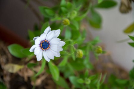 Foto de Un primer plano de una flor blanca de una margarita africana. Imagen horizontal con enfoque selectivo, fondo borroso y espacio de copia - Imagen libre de derechos