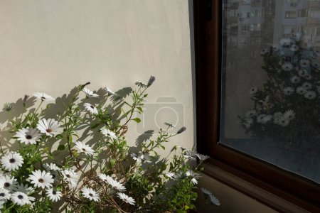 Foto de Un arbusto de margarita blanca con grandes flores en un día soleado. Imagen horizontal con enfoque selectivo - Imagen libre de derechos